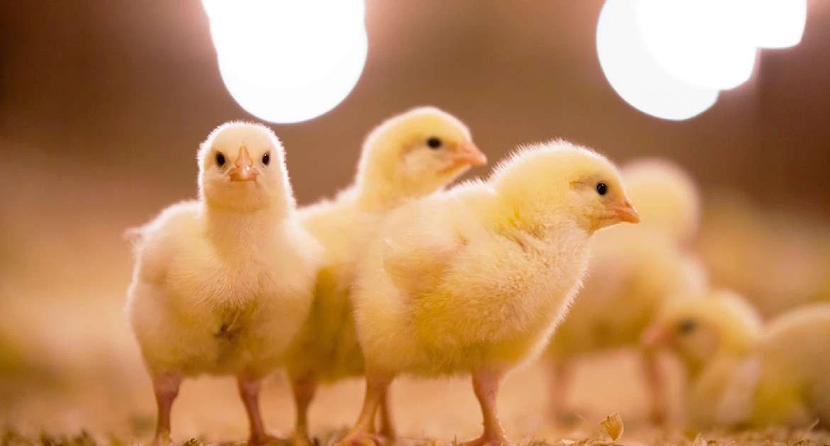 LED lighting in chicks LED lighting in chicks